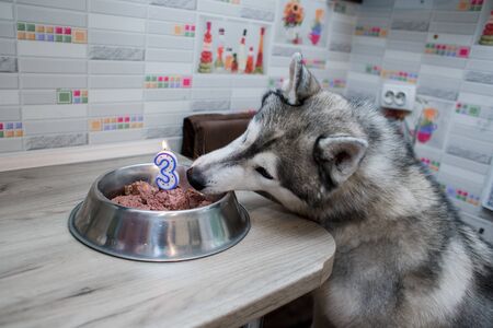 cake at dog happy birthdayの写真素材