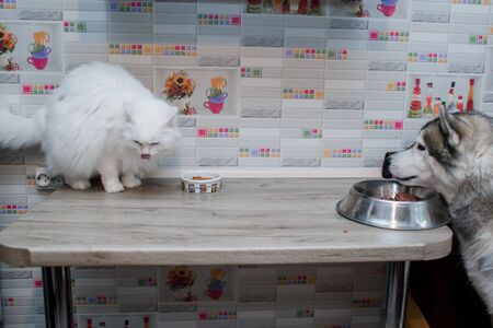 cake at dog happy birthdayの写真素材