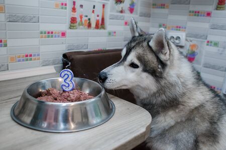 cake at dog happy birthdayの写真素材