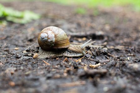 big snail on the ground in forestの写真素材