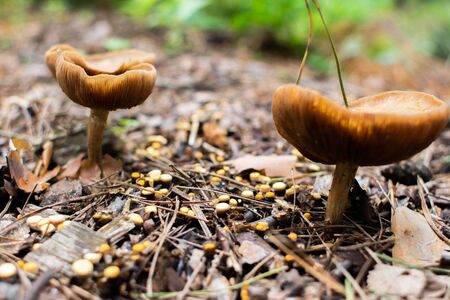 mushrooms grow from the ground in forestの写真素材