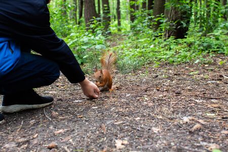 squirrel takes nut from his handの写真素材