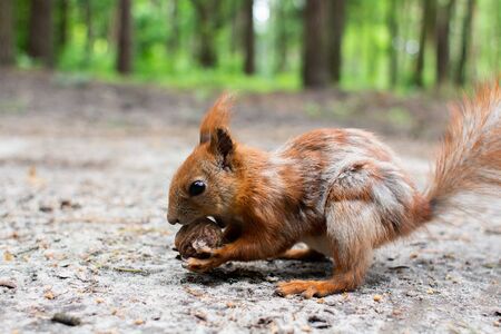 squirrel sitting eating nut in the forestの写真素材