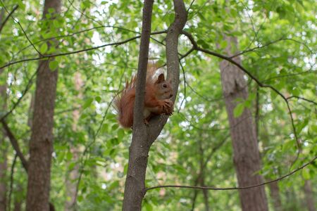 squirrel eating a walnut on a branchの写真素材