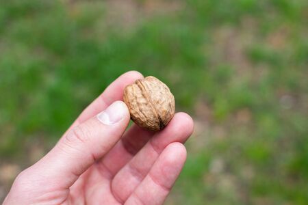 walnut in a manâ€™s hand on forest background