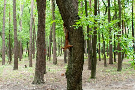 squirrel on tree in the forestの写真素材