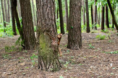 squirrel on pine tree in the forestの写真素材
