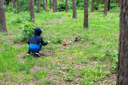 boy feeds squirrel in the forestの写真素材
