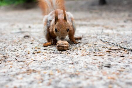 squirrel sitting eating nut in the forestの写真素材
