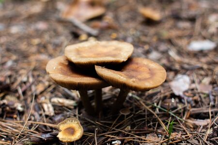 mushrooms grow from the ground in forestの写真素材