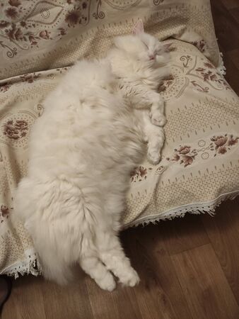 a white cat sleeping on the couchの写真素材