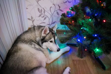 a husky dog near christmas treeの写真素材