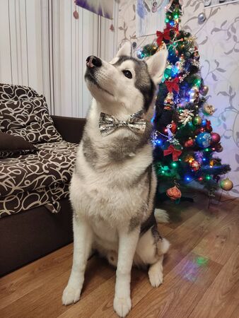 a husky dog near christmas treeの写真素材