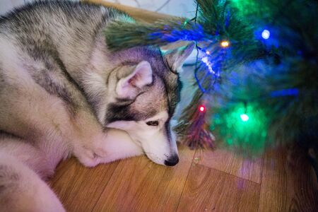 a husky dog near christmas treeの写真素材
