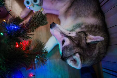 a husky dog near christmas treeの写真素材