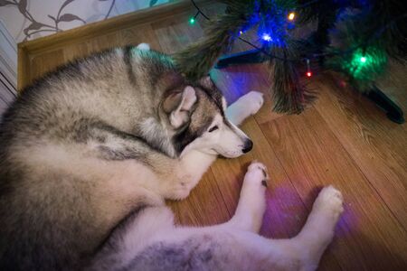 a husky dog near christmas treeの写真素材