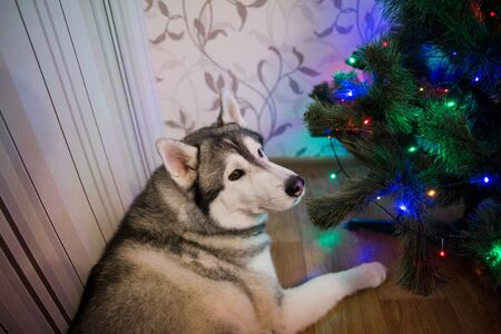 a husky dog near christmas treeの写真素材