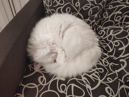 cat clews sleeping on couchの写真素材