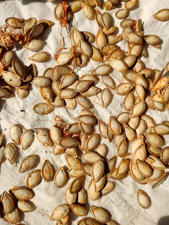 a pumpkin seeds are dried on paperの写真素材