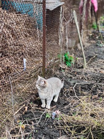 cat walks in the gardenの写真素材