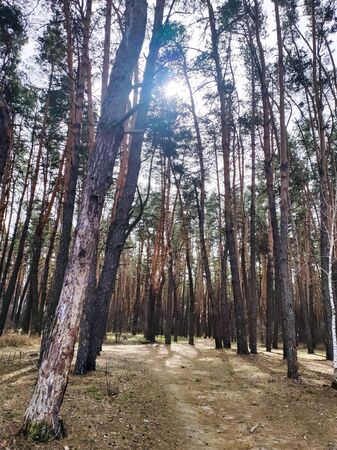 a dirt road in a pine forestの写真素材
