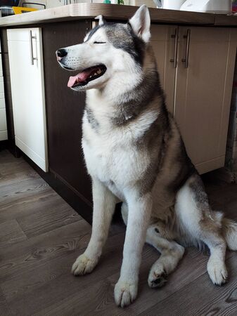 husky dog is sitting in the kitchenの写真素材