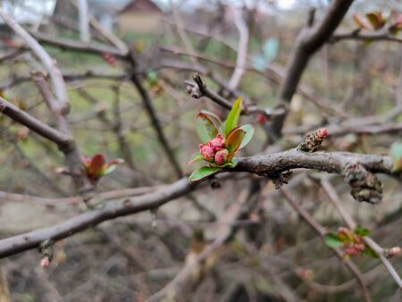 buds of flowers and a leaf on tree branchの写真素材