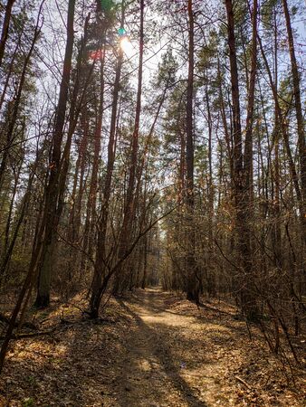 a dirt road in a pine forestの写真素材