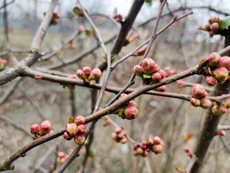 buds of flowers and a leaf on tree branchの写真素材