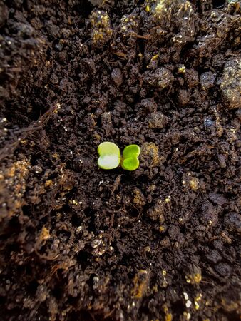 potted sprouts from the earth green in potの写真素材