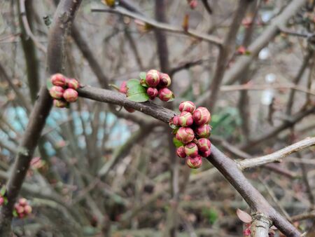 buds of flowers and a leaf on tree branchの写真素材