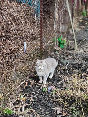 cat walks in the gardenの写真素材