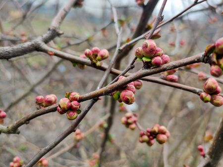 buds of flowers and a leaf on tree branchの写真素材