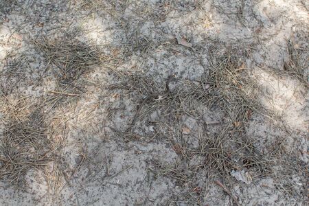 little snake on the ground in forestの写真素材