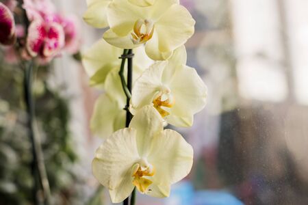 potted orchids grow on windowsillの写真素材