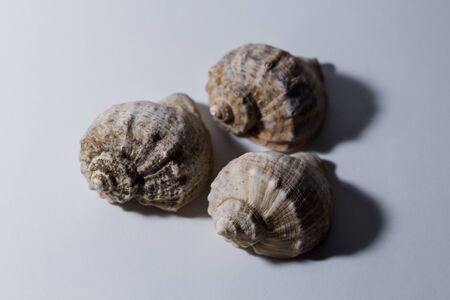 big rapana shell on a white backgroundの写真素材