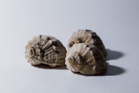 big rapana shell on a white background
