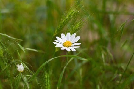 a chamomile growing in green grassの写真素材