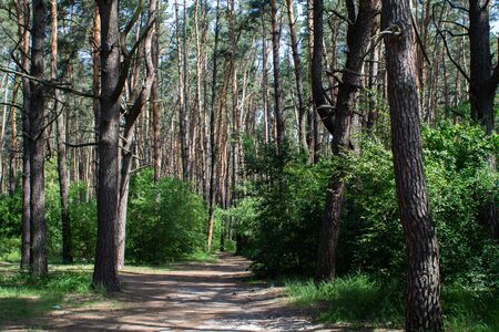 pine trees in dense forest in summerの写真素材