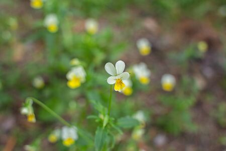 small field violets grow in forestの写真素材