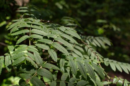 green leaves grow in forest on a branchの写真素材