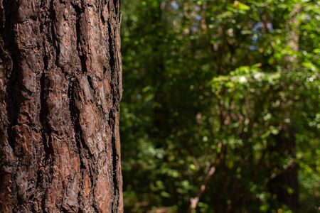 pine close up on the background of forest