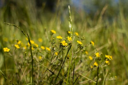 a yellow buttercups grow in the grassの写真素材
