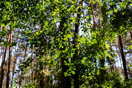 green leaves on tree in bright sunの写真素材