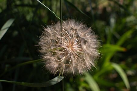 big dandelion closeup in summer in grassの写真素材