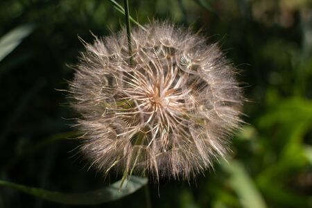 big dandelion closeup in summer in grassの写真素材