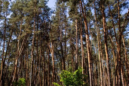 a dirt path in a pine forestの写真素材