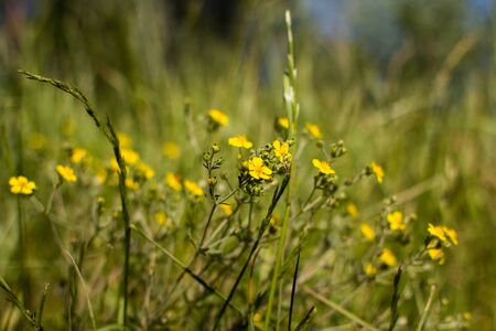 a yellow buttercups grow in the grassの写真素材