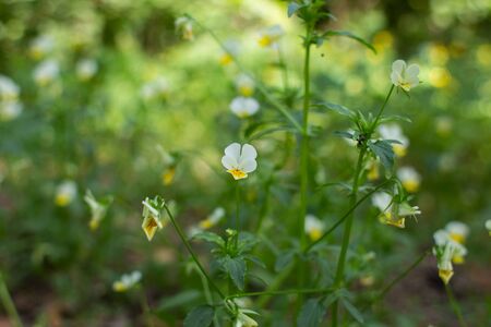small field violets grow in forestの写真素材