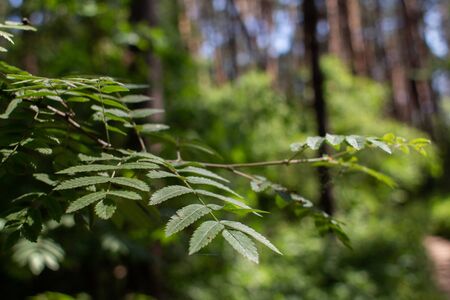 green leaves grow in forest on a branchの写真素材